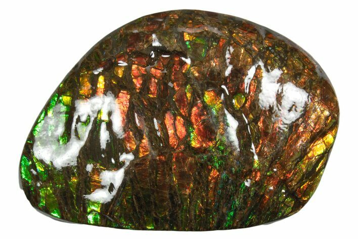 Iridescent Ammolite (Fossil Ammonite Shell) - Oranges & Greens #336301